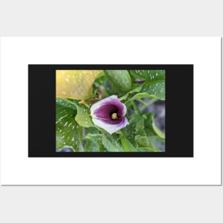 Calla Lily in Leaves Posters and Art